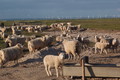 Schafskälte und Regen