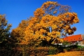 Goldene Herbststimmung