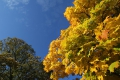 Goldene Herbststimmung