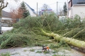 Umgestürzte Bäume durch Sturm