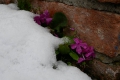 Schneefälle begraben Frühling