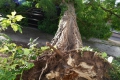 Trier: Sturmböen reissen Bäume um