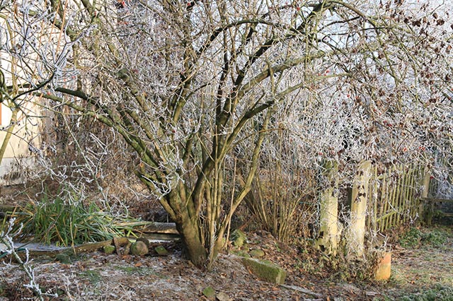 Der Garten im Winter