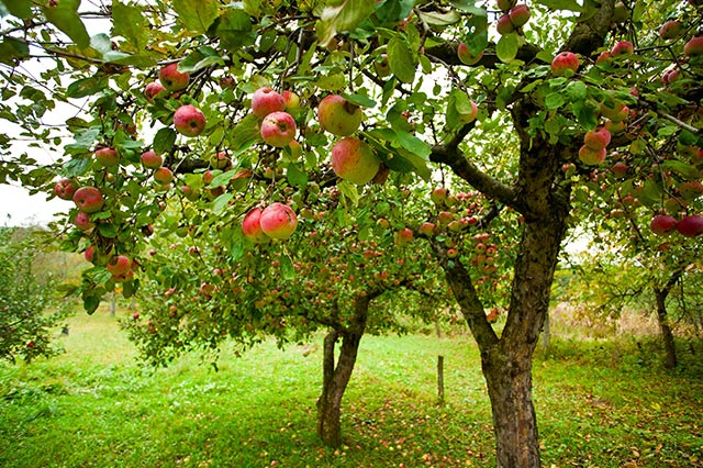 Herbstzeit ist Apfelzeit