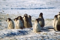 Welt der Pinguine und Robben