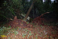 Tornado-Verdacht in Brandenburg