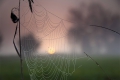 Spinnennetze im Morgentau