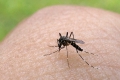 Tipps: Das hilft gegen Mücken