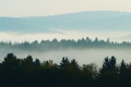 Nebelstimmung im Herbstwald