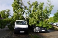 Trier: Sturmböen reissen Bäume um