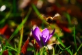 Bienen sammeln fleissig Nektar