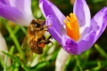 Bienen sammeln fleissig Nektar