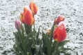 Der Frühling in Bildern