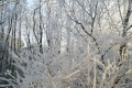 Landschaft in Frost