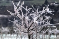 Frost setzt Obstbäumen zu